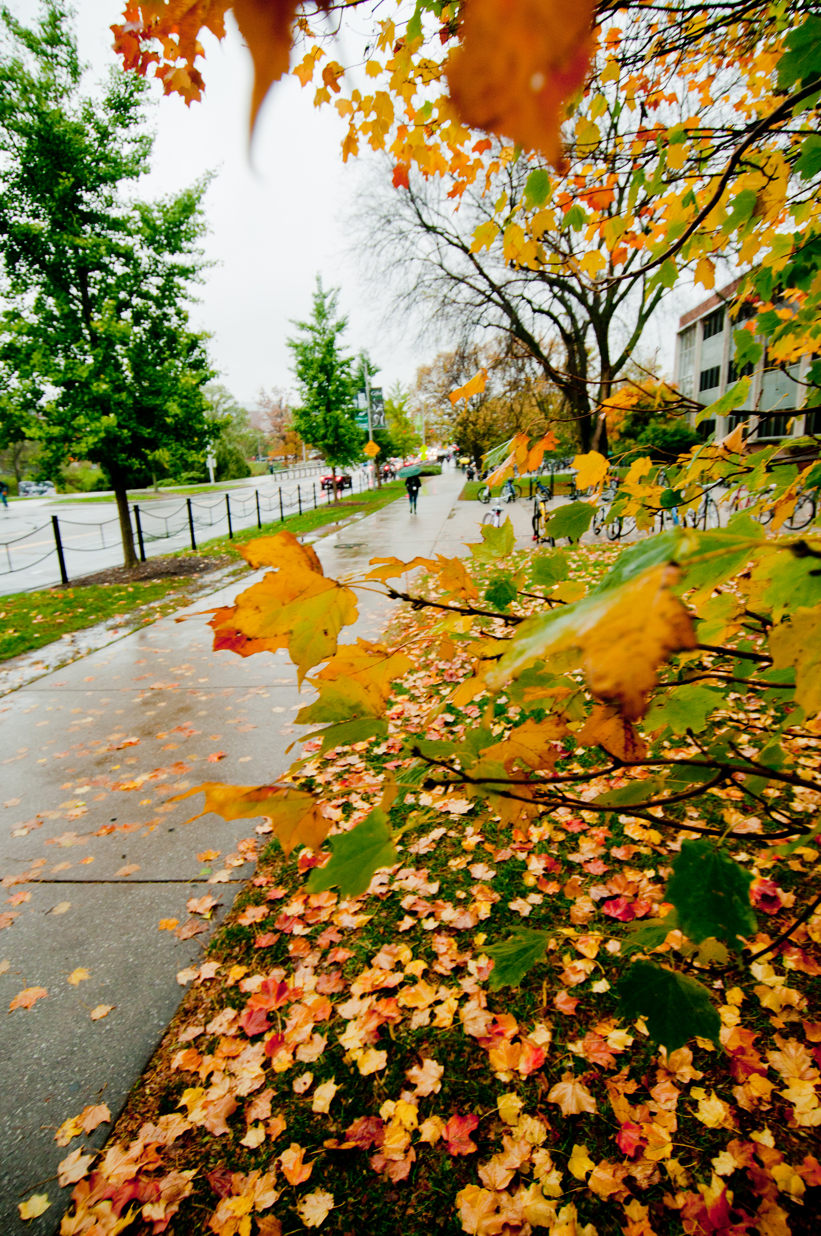 Photo of fall maple leaves and a wet sidewalk